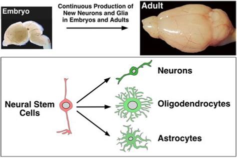 Developmental Dynamics Of Neurogenesis And Gliogenesis In The Postnatal