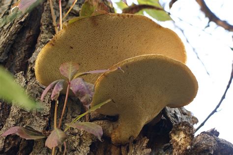 Трутовик чешуйчатый (Cerioporus squamosus)