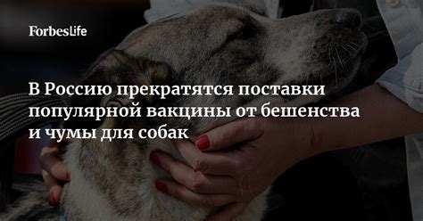 В Россию прекратятся поставки популярной вакцины от бешенства и чумы ...