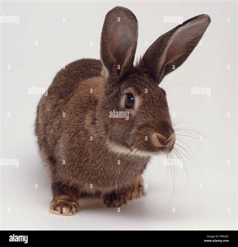 Brown pet rabbit with upright ears Stock Photo - Alamy