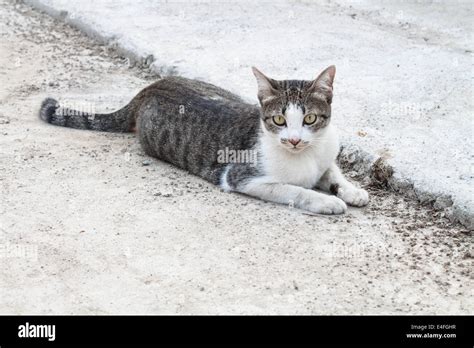 Cat laying on side looking with interest Stock Photo - Alamy