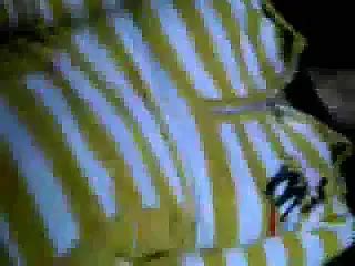 Indonesia Dengan Si Cantik Dikebon Free Porn A2 XHamster