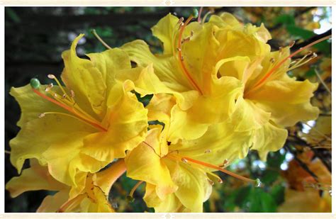 Azalea Care Guide Growing Information Tips Proflowers Blog