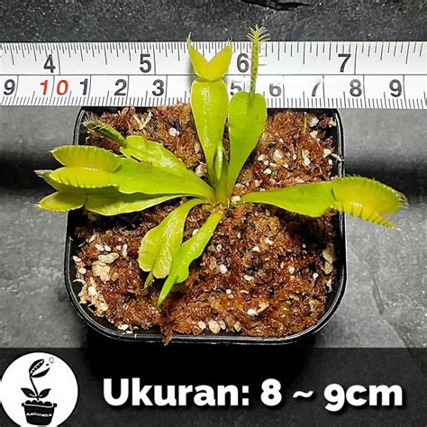 Jual Tanaman Karnivora Venus Flytrap Fly Trap Vft Size Besar