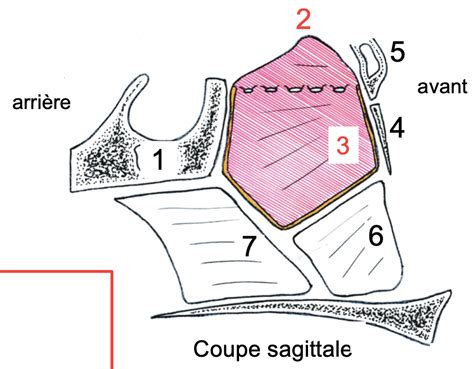 La Lame Perpendiculaire N Unit Pas L Ethmoide Et Le Maxillaire UE10