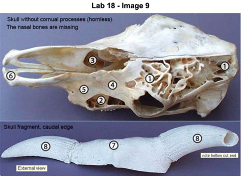 Bovine Skull Diagram Quizlet