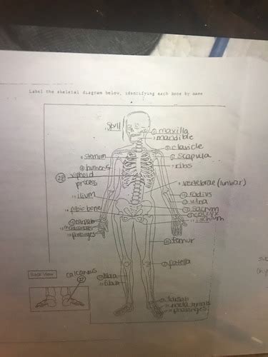 Anatomy And Physiology Flashcards Quizlet