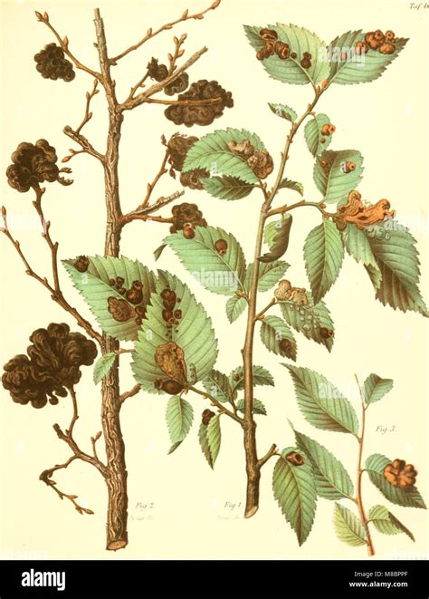 Die waldverderbniss oder Dauernder schade, welcher durch insektenfrass ...