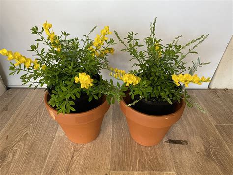 Potted Genista Dwarf Dwarf Broom Genista X Spachiana Nana Syn