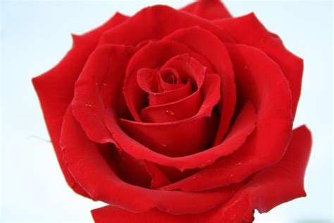 Free Red Rose, Download Free Red Rose png images, Free ClipArts on