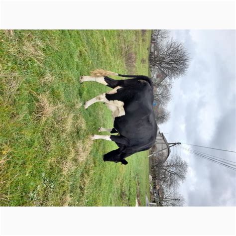 Продам корову на молоко, купити корову на молоко — Agro-Ukraine