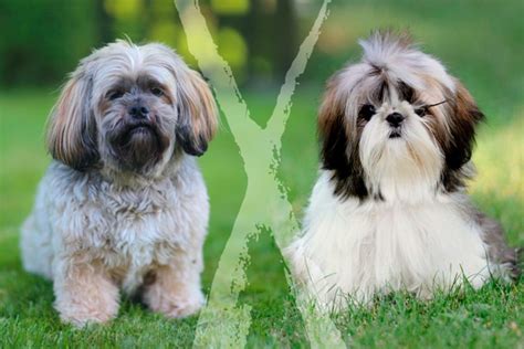 Cachorro Shih-tzu: fotos, personalidade, cuidados, preço e mais - Adoro ...