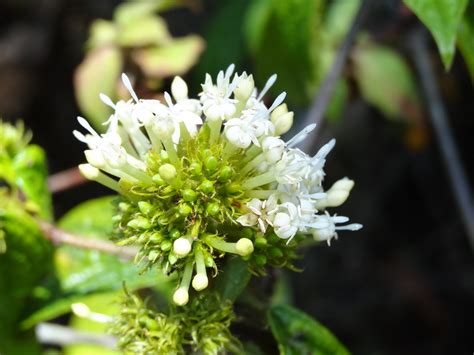 Central African Plants A Photo Guide Rutidea Orientalis Bridson