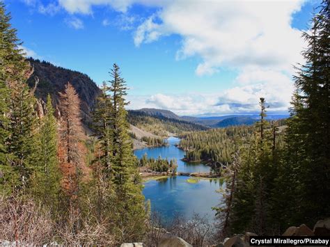 Mammoth Lakes Bears California Camping Afaranwide