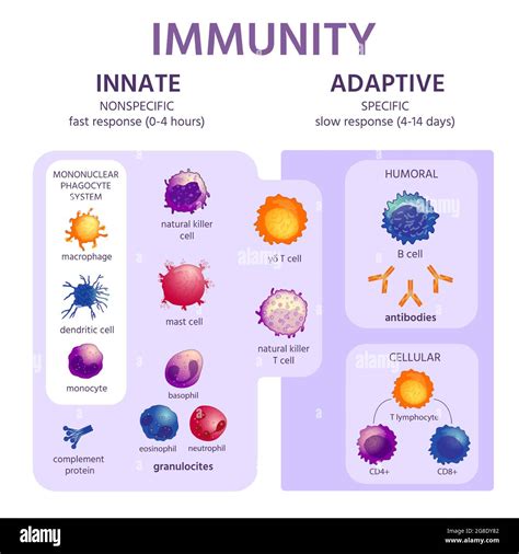 Immune System Cells For Kids