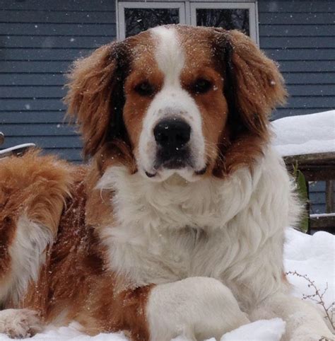 Pyrenean Mountain Dog Mix