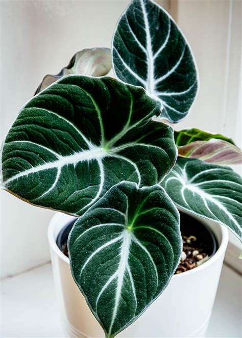 How to Keep Alocasia 'Black Velvet' Alive and Thriving (Alocasia