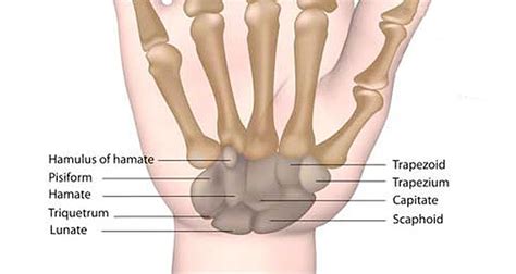 Wrist Anatomy