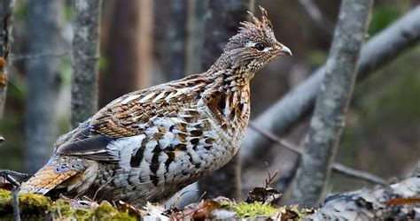Ruffed Grouse Identification All About Birds Cornell Lab Of Ornithology