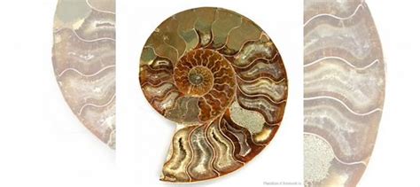 Аммонит Мадагаскар купить в Москве | Хобби и отдых | Авито