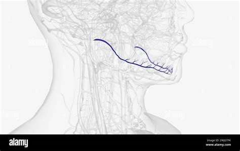 The Inferior Alveolar Artery Inferior Dental Artery Is An Artery Of