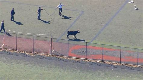 Bull recaptured after running through streets of New York City - ABC News