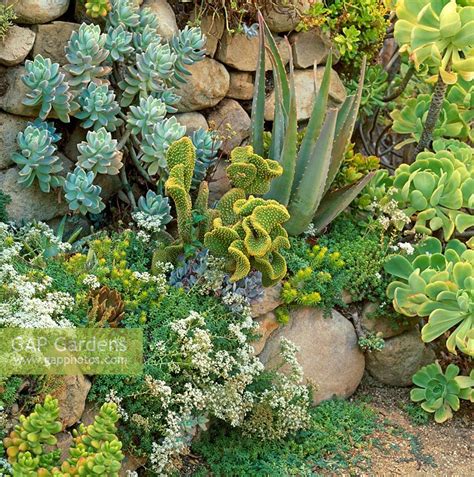 Gap Gardens Dry Stone Wall With Succulents Northern California Usa