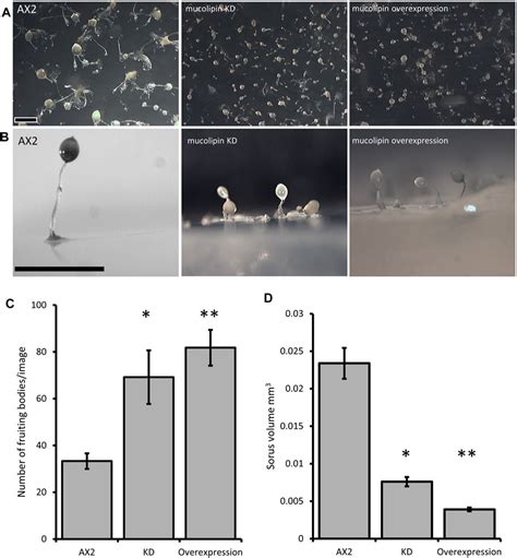 Frontiers The Dictyostelium Model For Mucolipidosis Type Iv