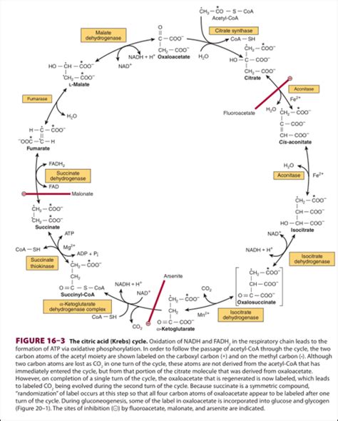 Metabolisme 5 Siklus Asam Sitrat