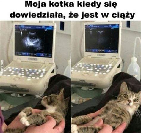 Koty Memy Z Kotami Humor Z Kotem Humor Mem