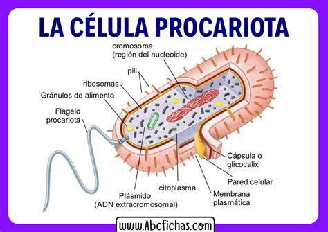 O Que São Celulas Procariontes - 7