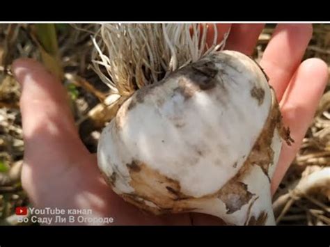ЛУЧШИЙ СПОСОБ ВЫРАЩИВАНИЯ ЧЕСНОКА. ЧЕСНОК С КУЛАК. - YouTube