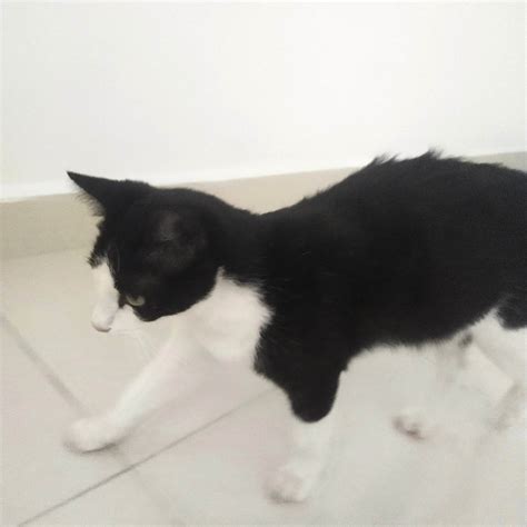 domestic medium hair cat 5