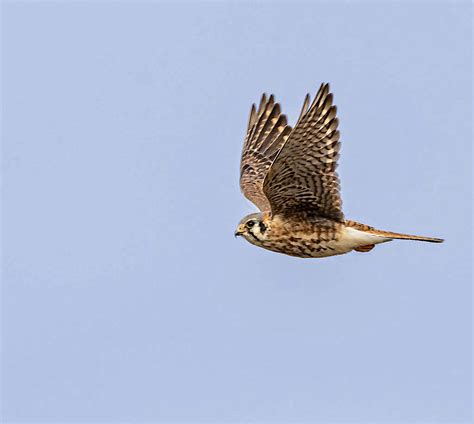 American Kestrel Female Birdforum