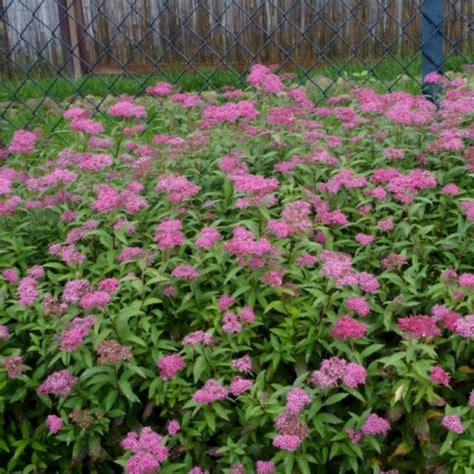 Спирея японская Дартс Ред (Spiraea japonica Dart's Red),купить спирею ...