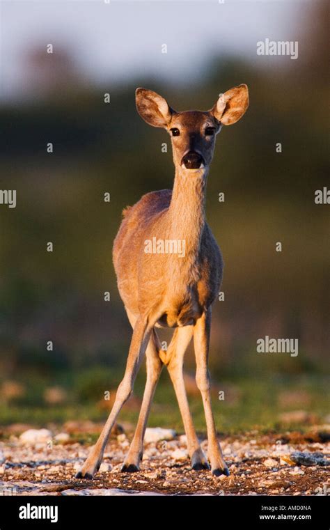 White Tailed Deer Images Hi Res Stock Photography And Images Alamy