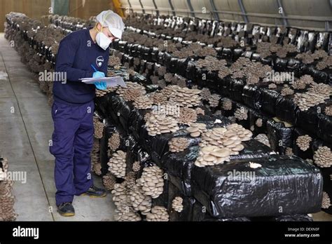 Pleurotus Ostreatus Oyster Mushrooms Cultivation Agri Food Ayecue