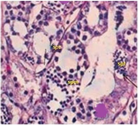 SciELO Brasil Effect Of Natural And Synthetic Androgen Hormone On Sex