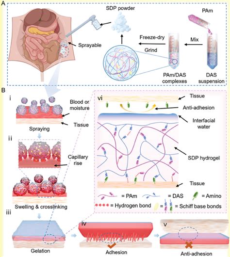 Design And Characterization Of Sdp A A Schematic Illustrating The