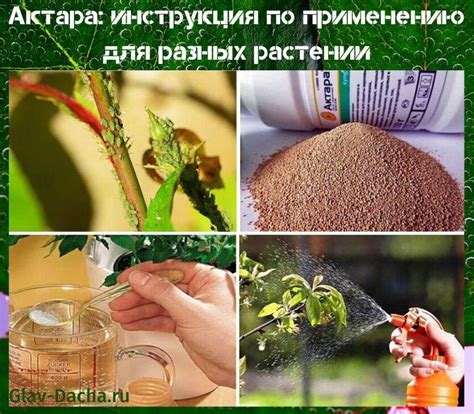 Актара инструкция по применению для разных растений в саду, доме
