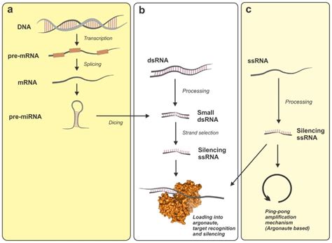 Pathways Of Small Non Coding RNA Generation In Eukaryotic Cells Showing