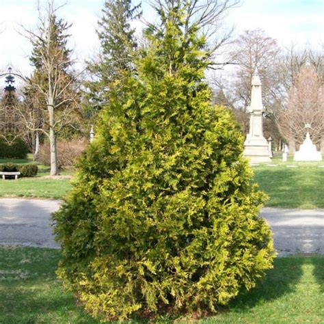 Thuja Plicata Aurea Rasadnik