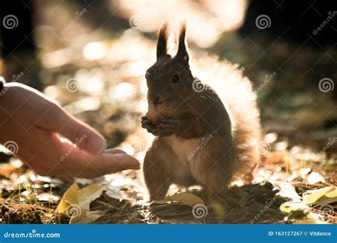 Breakfast in the Open Air,a Squirrel Takes a Walnut Stock Image - Image