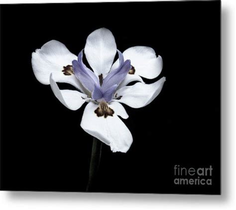 Dramatic Iris Metal Print By Christy Garavetto Metal Prints