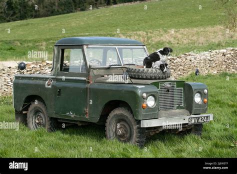 Working Sheepdog and Puppies Stock Photo - Alamy