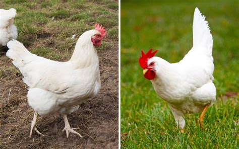 White Leghorn Hen Egg