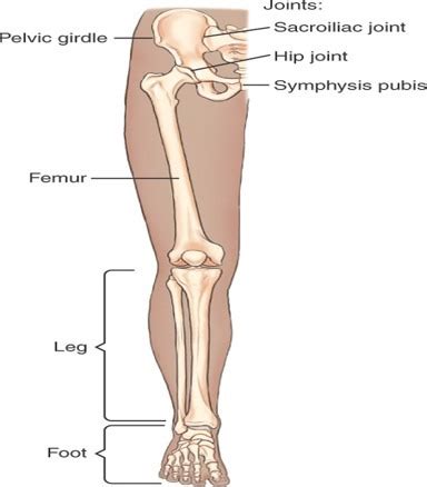 CHAPTER 7 FEMUR AND PELVIC GIRDLE Flashcards Quizlet