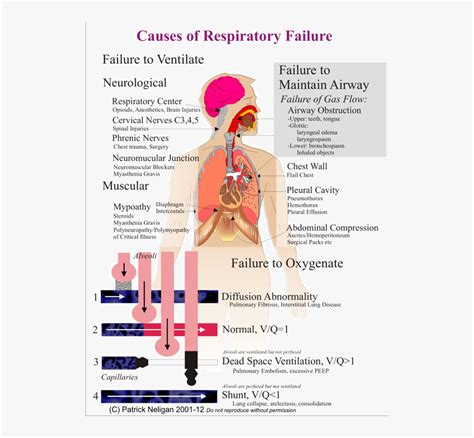 respiratory system hd png  kindpng
