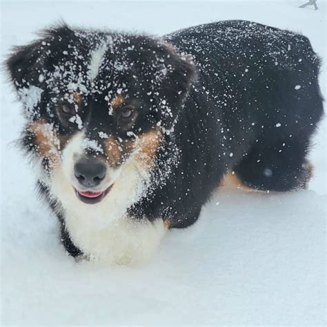 Dana's Stylin' Pets | Grand Island NY