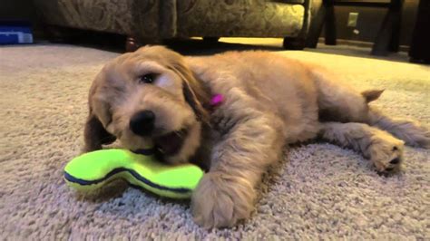 Goldendoodle Puppy Bailee 8 Weeks Old Youtube